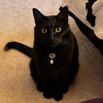 Raja -  Domestic Short Hair Cat for Adoption in Chicago, Illinois - Raja | PetCurious