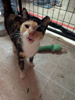 Rescue Domestic Short Hair Cats for Adoption in Seven Valleys, Pennsylvania - Dahlia | PetCurious