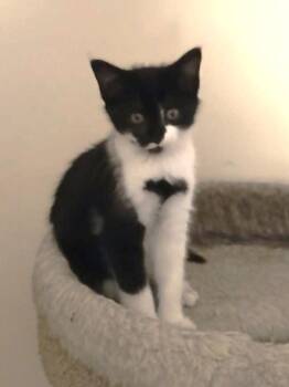 Molly -  Domestic Short Hair Cat for Adoption in East Brunswick, New Jersey - Molly | PetCurious