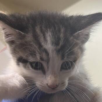 Daemon -  Domestic Short Hair Cat for Adoption in Philadelphia, Pennsylvania - Daemon | PetCurious