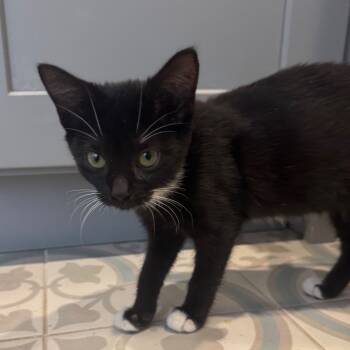 Rescue Domestic Short Hair Cats for Adoption in Missouri City, Texas - Lana | PetCurious