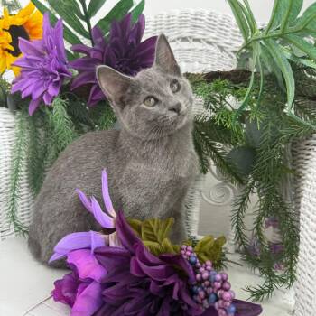 Jeans Ridgemaker 56284 -  Domestic Medium Hair Cat for Adoption in Eaton Rapids, Michigan - Jeans Ridgemaker 56284 | PetCurious