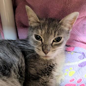 Brunhilde -  Domestic Short Hair Cat for Adoption in Chicago, Illinois - Brunhilde | PetCurious