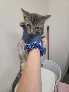 Bisquick -  Domestic Short Hair Cat for Adoption in Sacramento, California - Bisquick | PetCurious