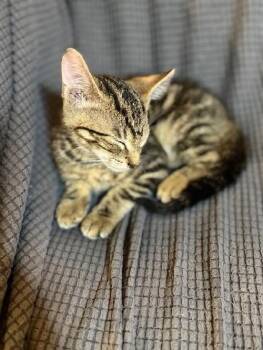 Lainey -  Tabby Cat for Adoption in San Antonio, Texas - Lainey | PetCurious