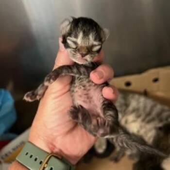 Domestic Medium Hair Cats Available for Adoption in Jeffersonville, Indiana - Crystal | PetCurious