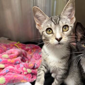 Chapstick -  Domestic Short Hair Cat for Adoption in Waynesville, North Carolina - Chapstick | PetCurious