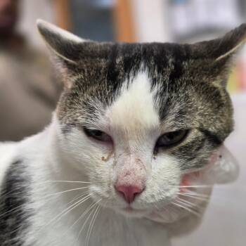 Duck -  Domestic Short Hair Cat for Adoption in Charleston, West Virginia - Duck | PetCurious
