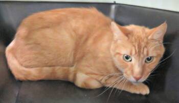 Fred -  Domestic Short Hair Cat for Adoption in Lexington, Virginia - Fred | PetCurious