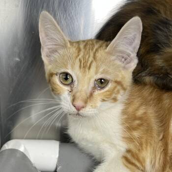 William -  Domestic Short Hair Cat for Adoption in Palm Springs, California - William | PetCurious