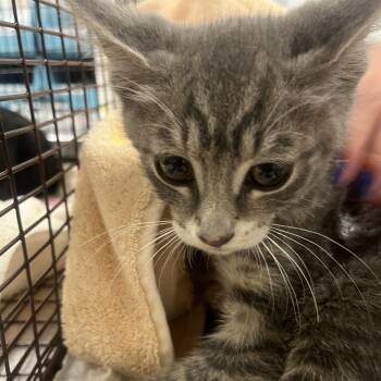 Thyme -  Domestic Short Hair Cat for Adoption in Chicago, Illinois - Thyme | PetCurious