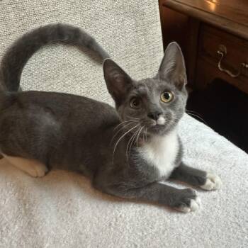 Gray -  Domestic Short Hair Cat for Adoption in Woodbridge Township, New Jersey - Gray | PetCurious
