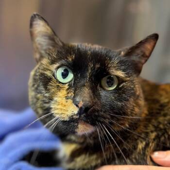 Lola -  Domestic Short Hair Cat Available for Adoption in Providence, Rhode Island - Lola | PetCurious