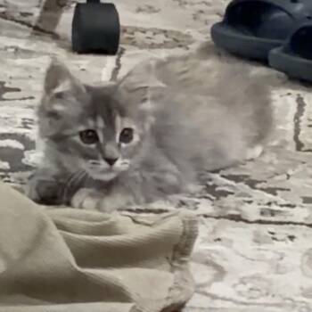 Peeps -  Domestic Short Hair Cat for Adoption in Ponca City, Oklahoma - Peeps | PetCurious