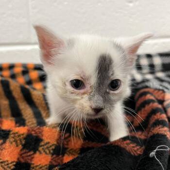 Loki -  Domestic Short Hair Cat for Adoption in Spruce Pine, North Carolina - Loki | PetCurious