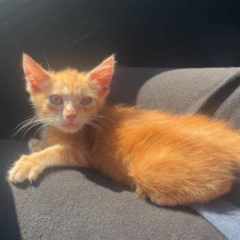 Biscuit -  Domestic Short Hair Cat for Adoption in Huntington, West Virginia - Biscuit | PetCurious