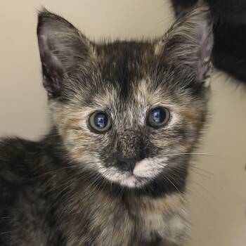 Meredith Vieira -  Domestic Short Hair Cat for Adoption in Cooperstown, New York - Meredith Vieira | PetCurious