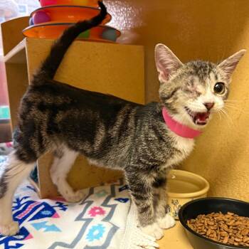 Celia Mae -  Domestic Short Hair Cat for Adoption in Brentwood, Missouri - Celia Mae | PetCurious