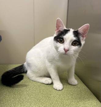 Chester -  Domestic Short Hair Cat for Adoption in Arlington, Vermont - Chester | PetCurious