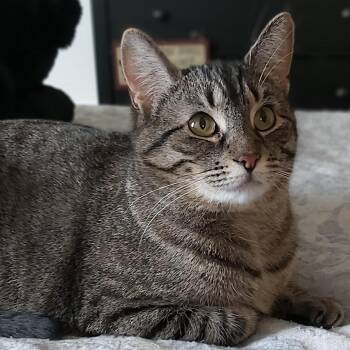 Tabby Cats Available for Adoption in Delhi, Ontario - WOODLYN | PetCurious