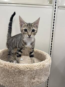 Rescue Domestic Short Hair and Tabby Cats for Adoption in Spring, Texas - Ricky-Portofino PetSmart | PetCurious
