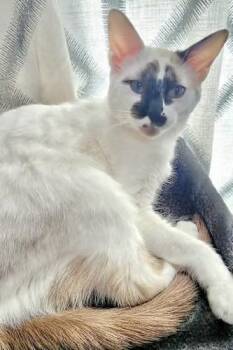 Rescue Siamese and Domestic Short Hair Cats for Adoption in Sugar Land, Texas - Cotton (The PURR-colator) | PetCurious