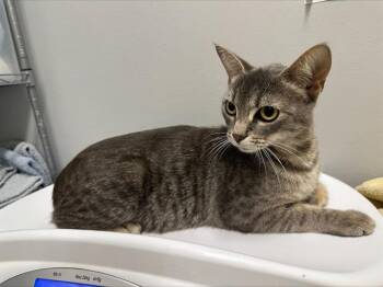 Domestic Short Hair Cats Available for Adoption in Kent, Washington - PURITA | PetCurious