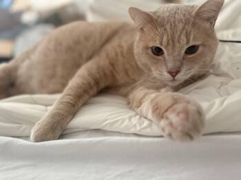 Domestic Short Hair Cats Available for Adoption in San Andreas, California - Leo | PetCurious