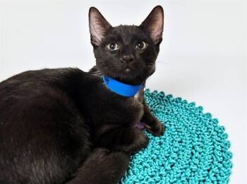 ADAM -  Domestic Short Hair Cat for Adoption in Fort Lauderdale, Florida - ADAM | PetCurious