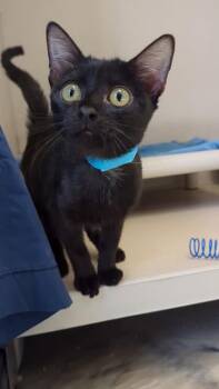 Velvet - I am at Petsmart Northborough -  Domestic Short Hair Cat for Adoption in East Brookfield, Massachusetts - Velvet - I Am At Petsmart Northborough | PetCurious