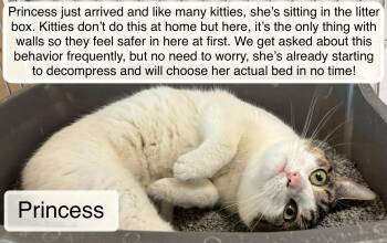 Domestic Short Hair Cats Available for Adoption in Ellicott City, Maryland - Princess | PetCurious