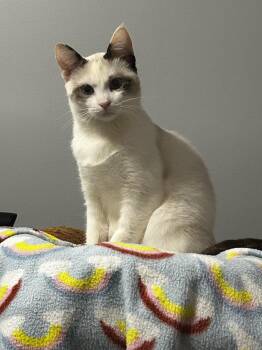 Rescue Siamese Cats for Adoption in Burnaby, British Columbia - Bunny 2 | PetCurious