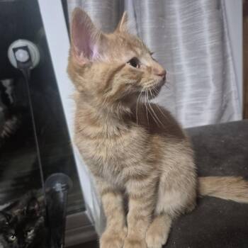 Argonite -  Domestic Short Hair Cat for Adoption in Walled Lake, Michigan - Argonite | PetCurious