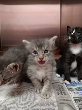 Rescue Domestic Short Hair Cats for Adoption in New Braunfels, Texas - Back Handspring | PetCurious