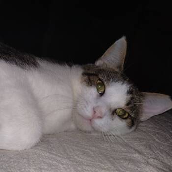 Rescue Domestic Short Hair Cats for Adoption in Lynchburg, Virginia - Chunk | PetCurious