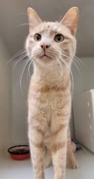 Domestic Short Hair Cats Available for Adoption - Joe | PetCurious