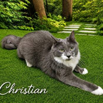 Hexli & Christian -  Domestic Medium Hair and Balinese Cat Available for Adoption in Charlotte, North Carolina - Hexli & Christian | PetCurious