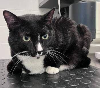Ozzy -  Domestic Short Hair Cat for Adoption in Golden, Colorado - Ozzy | PetCurious