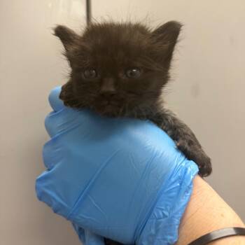 Toshiba -  Domestic Medium Hair Cat for Adoption in Columbiana, Alabama - Toshiba | PetCurious