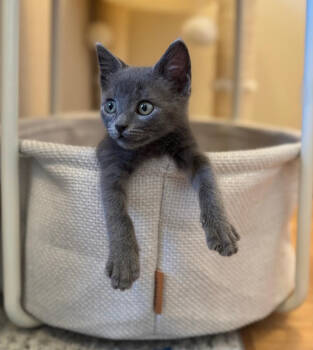 Rescue Domestic Short Hair Cats for Adoption in Redmond, Washington - Mahonia | PetCurious