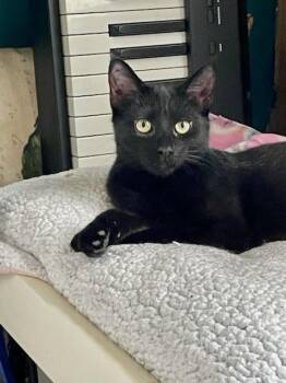 Rescue Domestic Short Hair Cats for Adoption in Palisades Park, New Jersey - Licorice | PetCurious