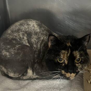 Domestic Short Hair Cats Available for Adoption - Romona | PetCurious