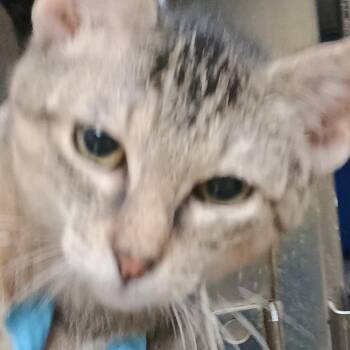 Turkey -  Domestic Short Hair Cat for Adoption in Palestine, Texas - Turkey | PetCurious