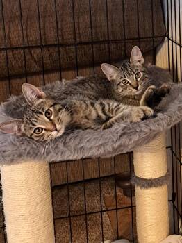 Rescue Domestic Short Hair Cats for Adoption in Mesa, Arizona - Kaelinn & Kailor | PetCurious
