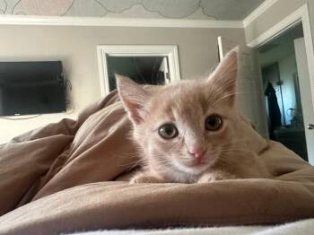 Blondie -  Tabby and Domestic Medium Hair Cat for Adoption in Walnut Creek, California - Blondie | PetCurious