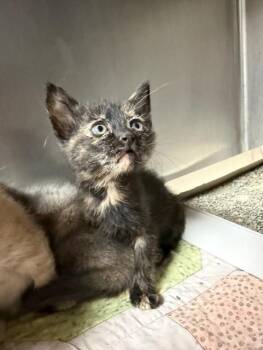 Domestic Short Hair Cats Available for Adoption - A183807 | PetCurious