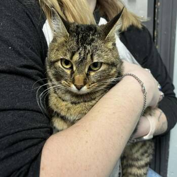 Domestic Short Hair Cats Available for Adoption - Figurine | PetCurious