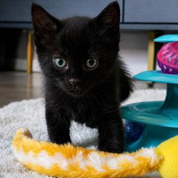 Flo -  Domestic Short Hair Cat for Adoption in Fort Worth, Texas - Flo | PetCurious