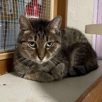Rescue Tabby Cats for Adoption in Shippenville, Pennsylvania - Miss Judy | PetCurious