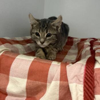 Rescue Domestic Short Hair Cats for Adoption in Franklin, North Carolina - Mr. Snow | PetCurious